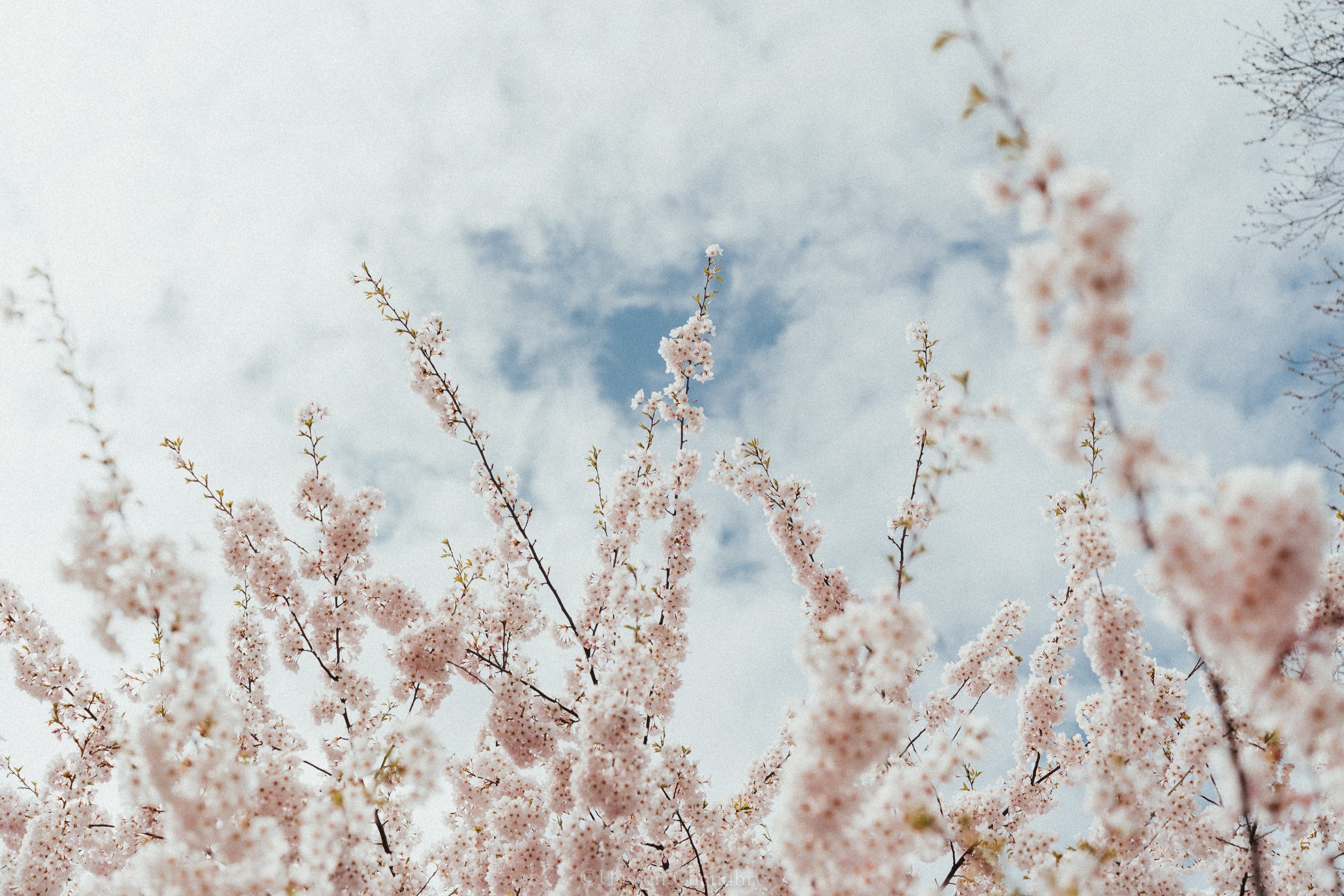 Flora & Fauna — 3