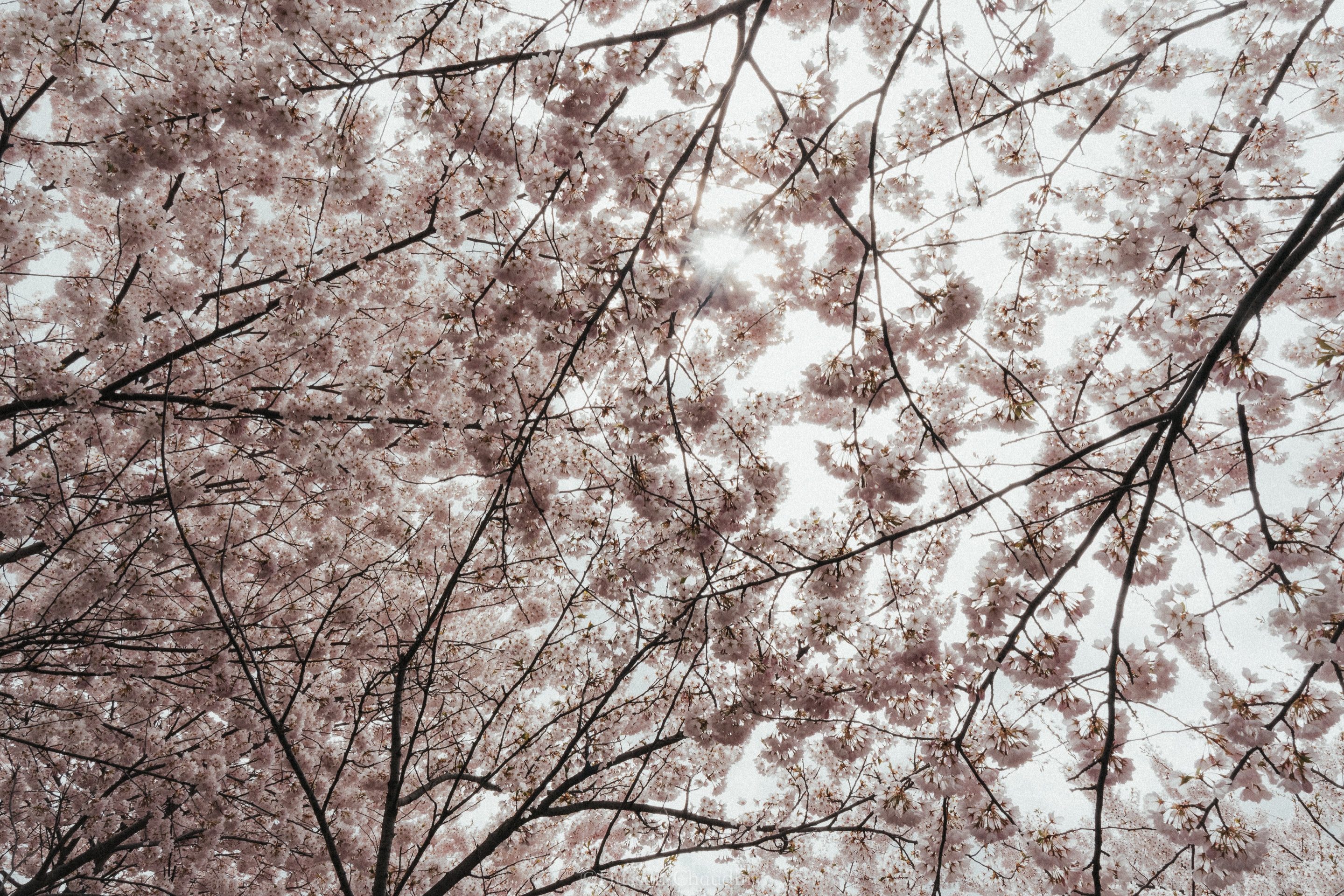 Flora & Fauna — 5