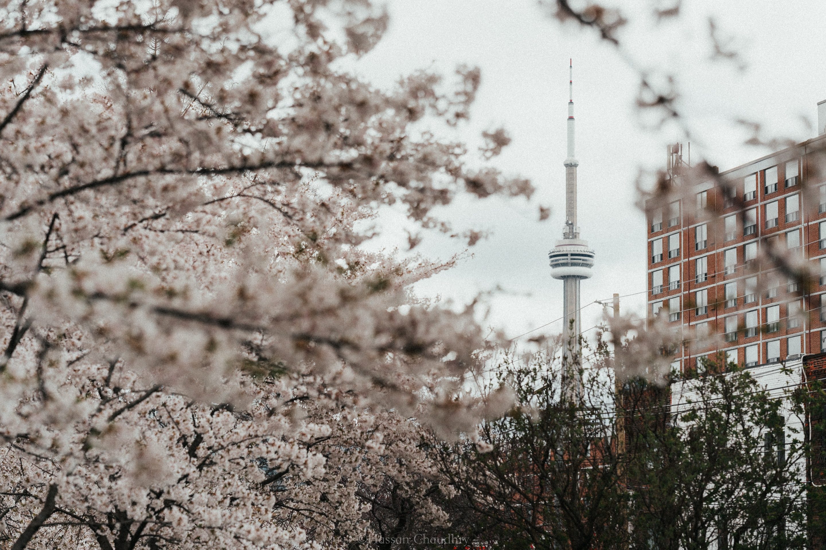 Flora & Fauna — 1