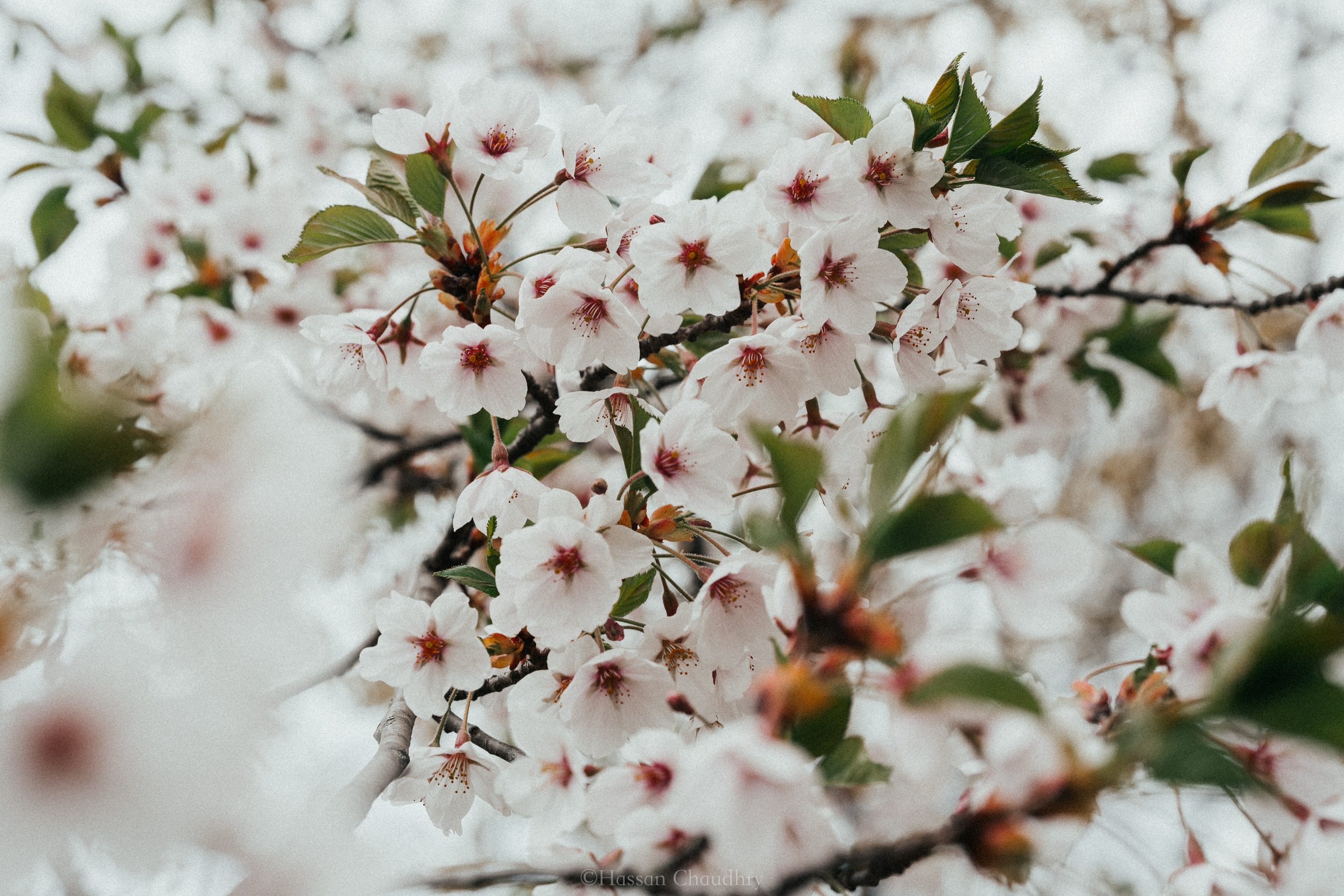 Flora & Fauna — 9