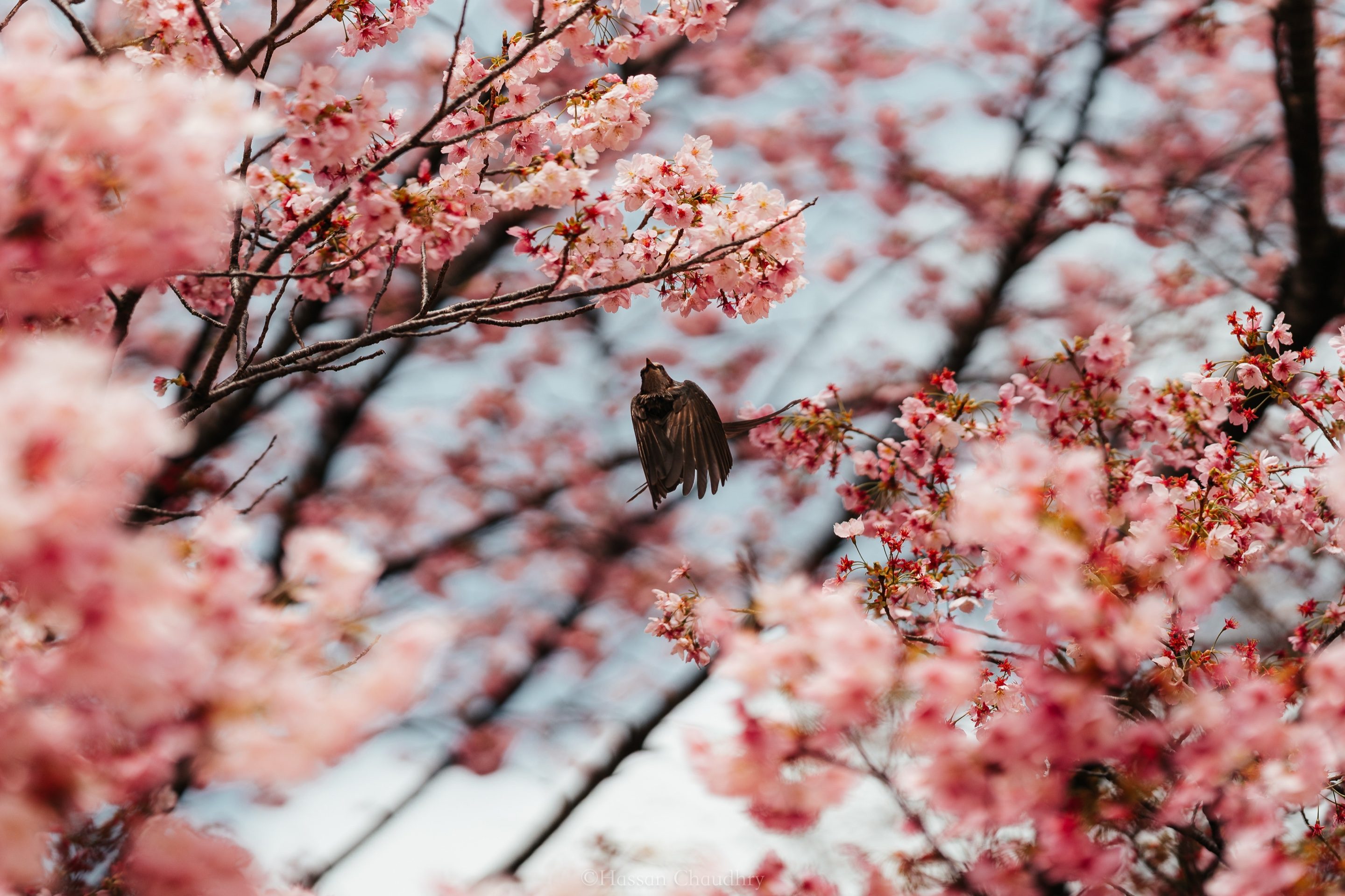 Flora & Fauna — 16
