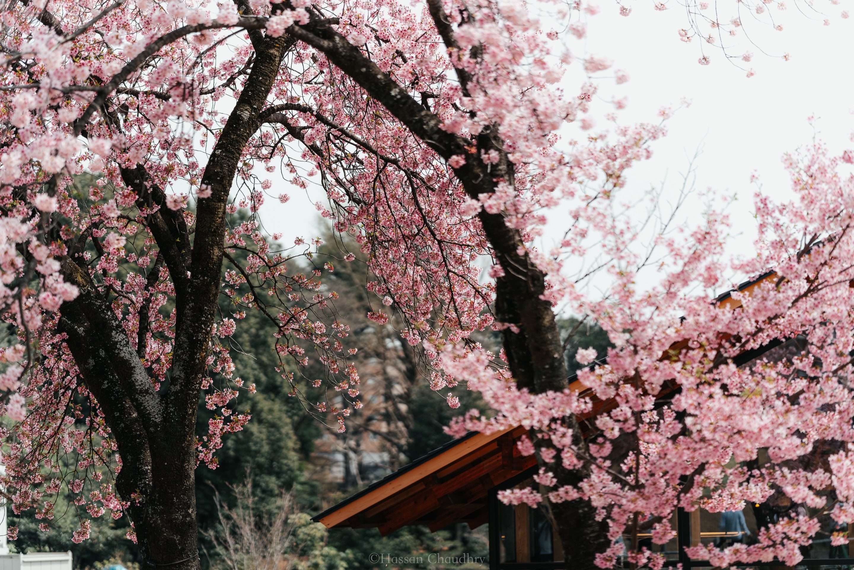 Flora & Fauna — 11