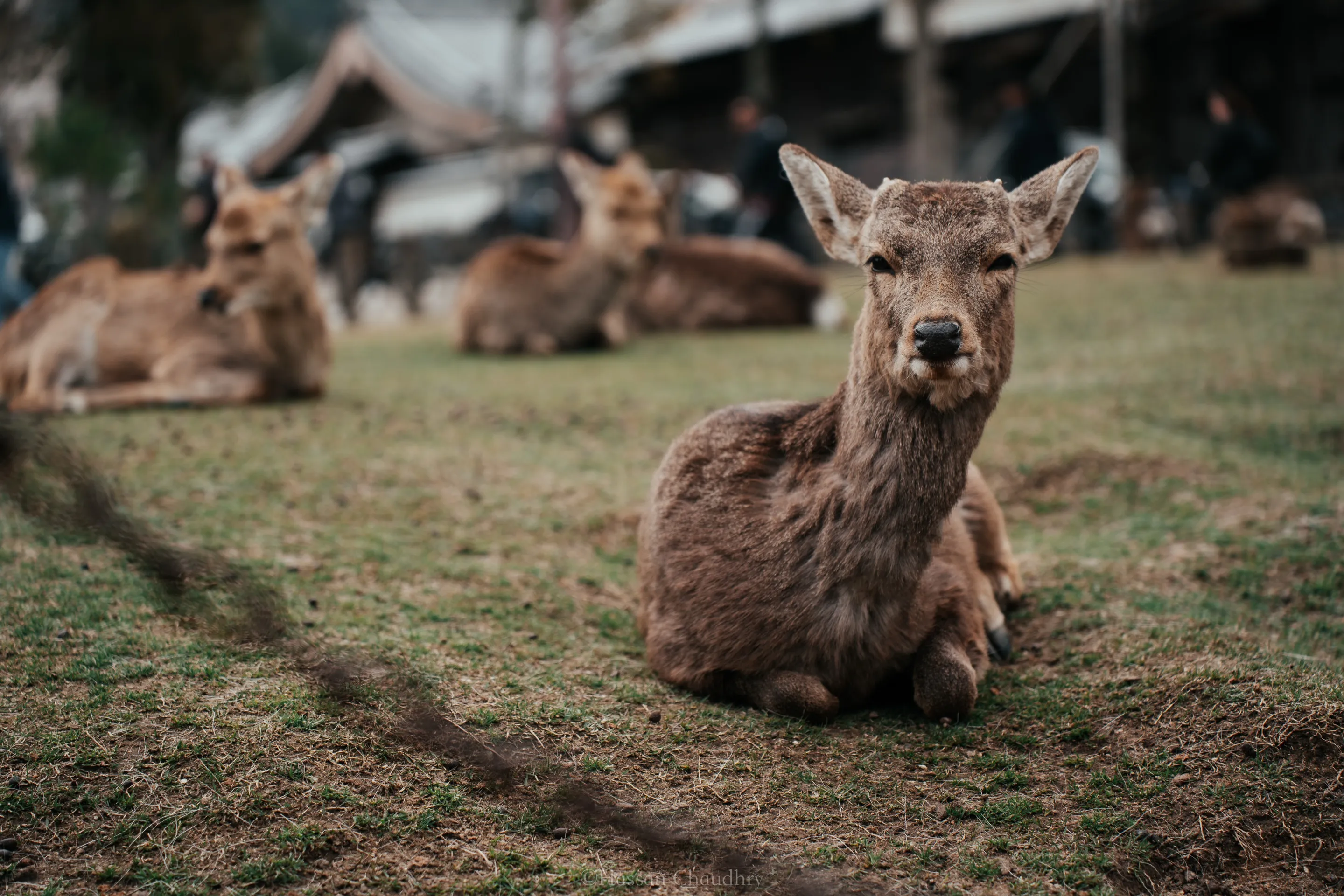 Flora & Fauna