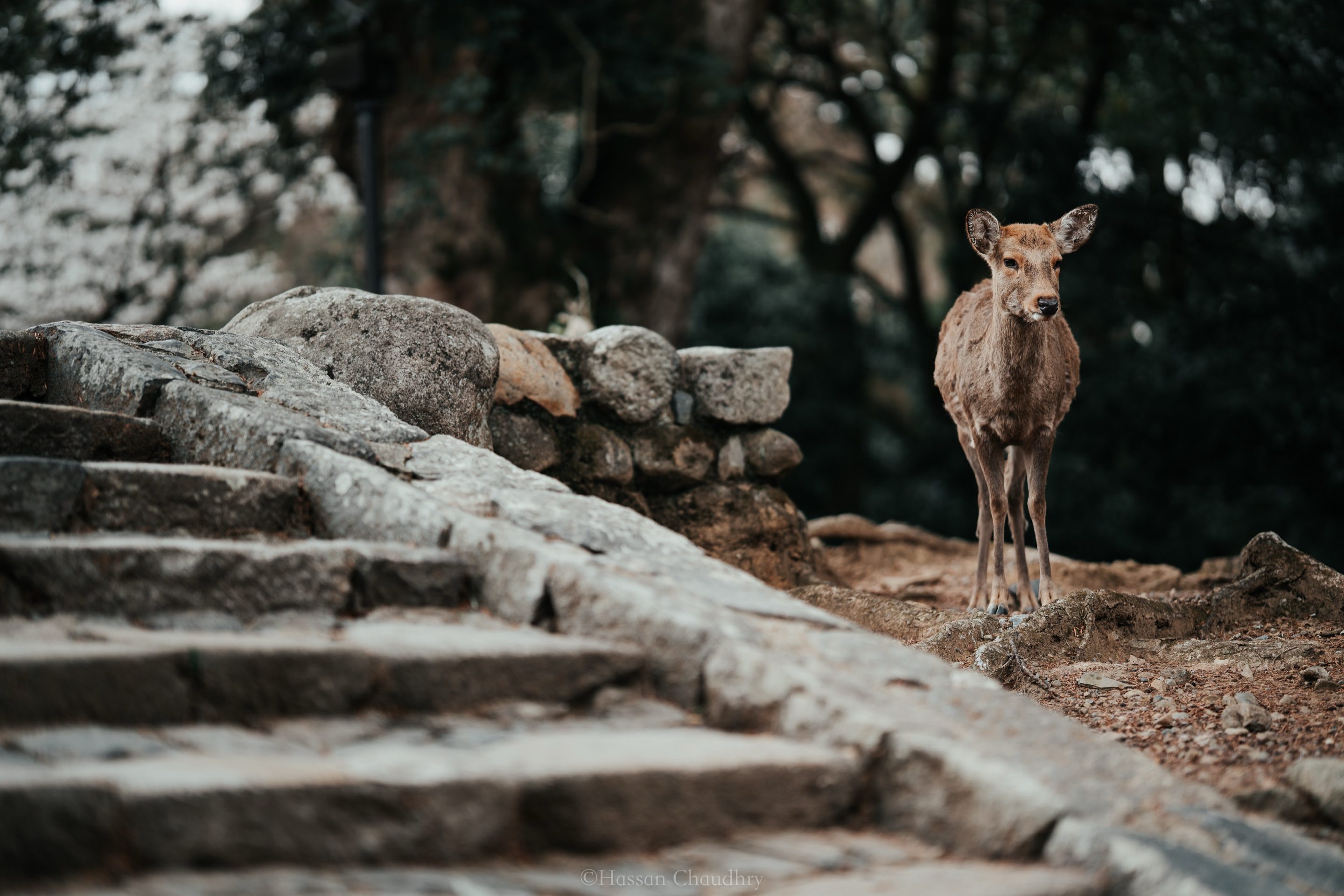 Flora & Fauna — 7