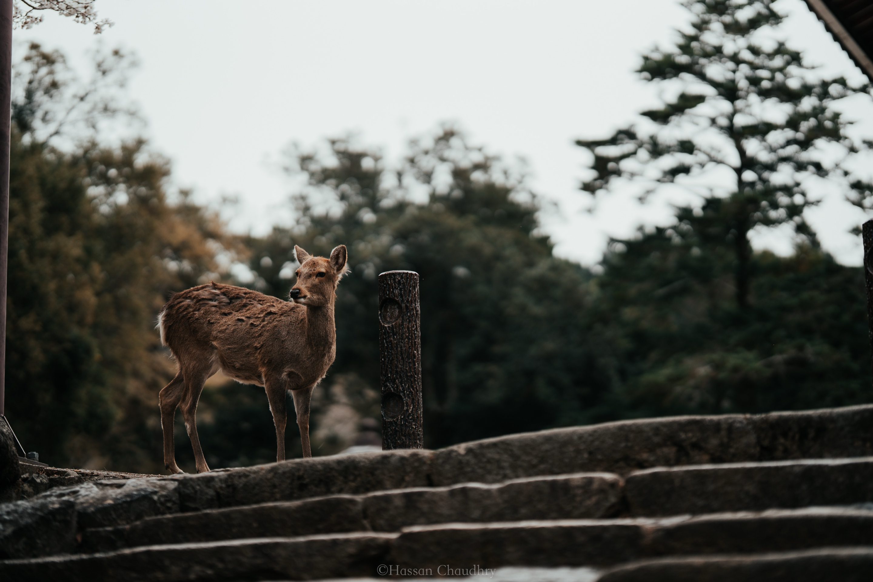 Flora & Fauna — 12