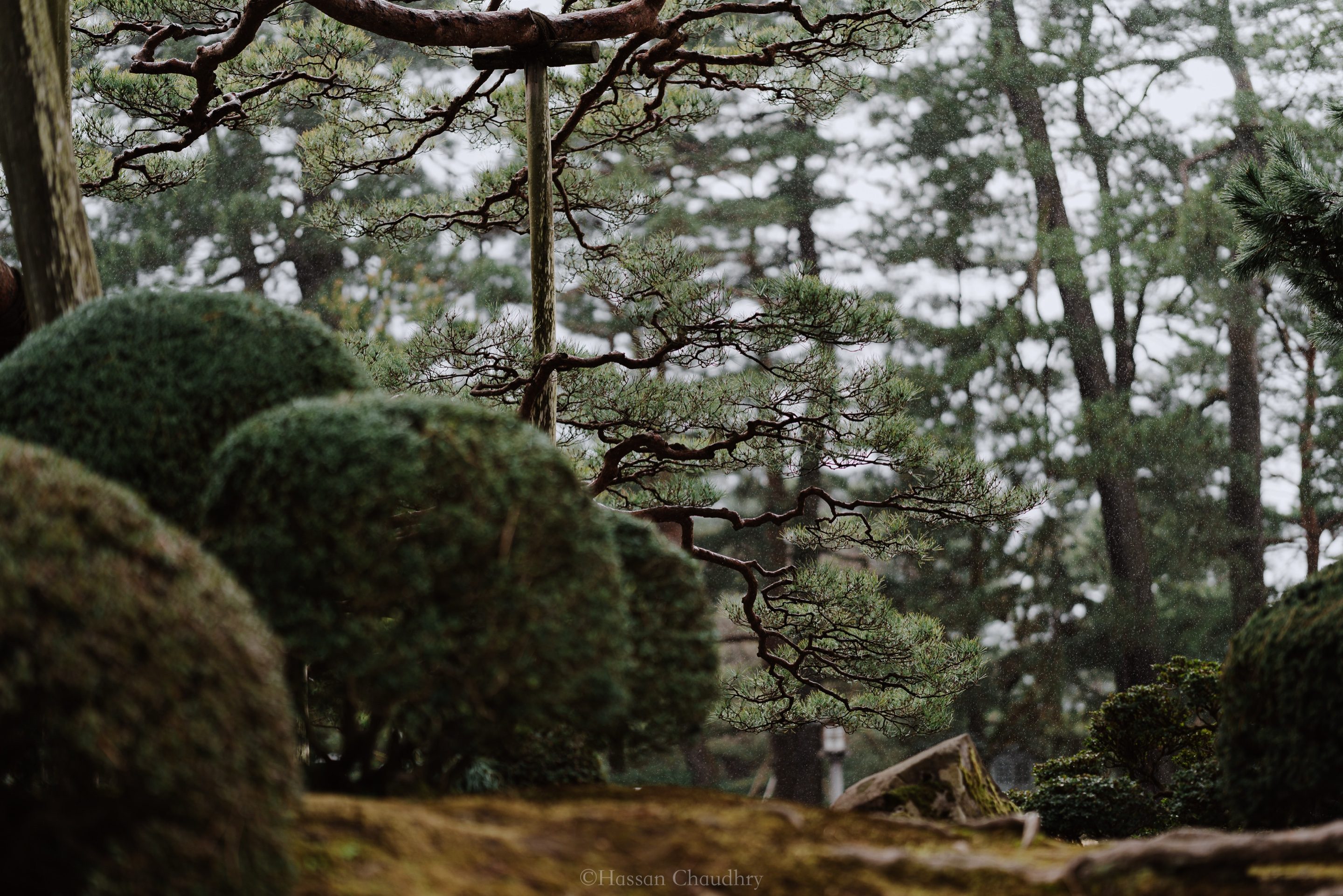 Flora & Fauna — 8